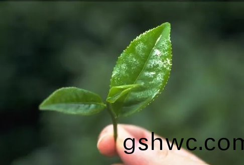 遠紅(hong)外加熱技(ji)術在茶葉加工中的(de)應用